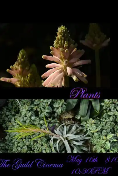Plants